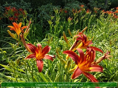 Hemerocallis Sammy Russell eendagsbloem