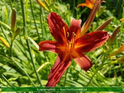 Hemerocallis Sammy Russell eendagsbloem