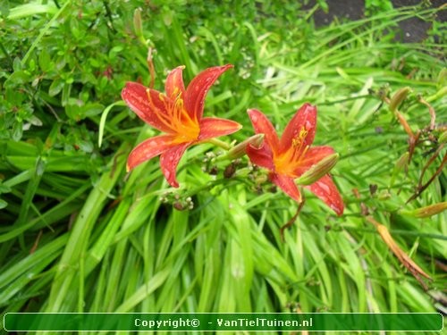 Hemerocallis Sammy Russell eendagsbloem