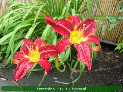 Hemerocallis Sammy Russell eendagsbloem