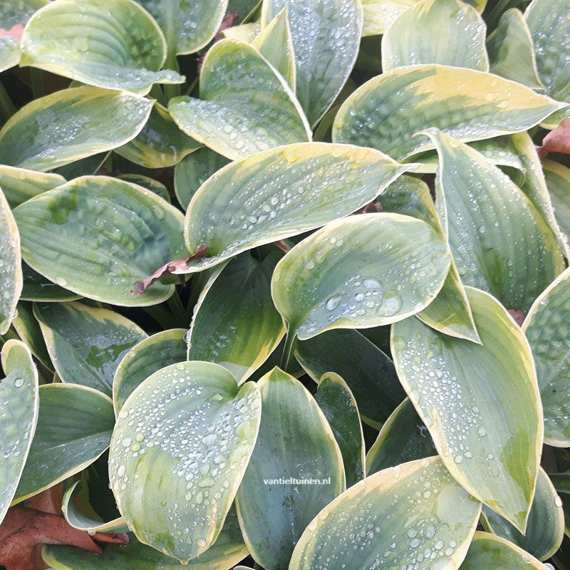 Hosta sieboldiana Frances Williams hartlelie