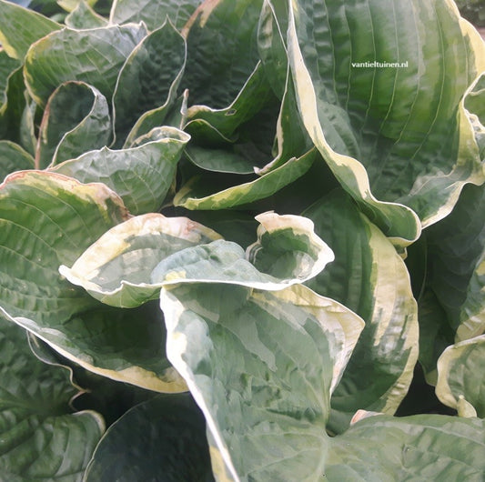 Hosta Christmas Tree Hartlelie