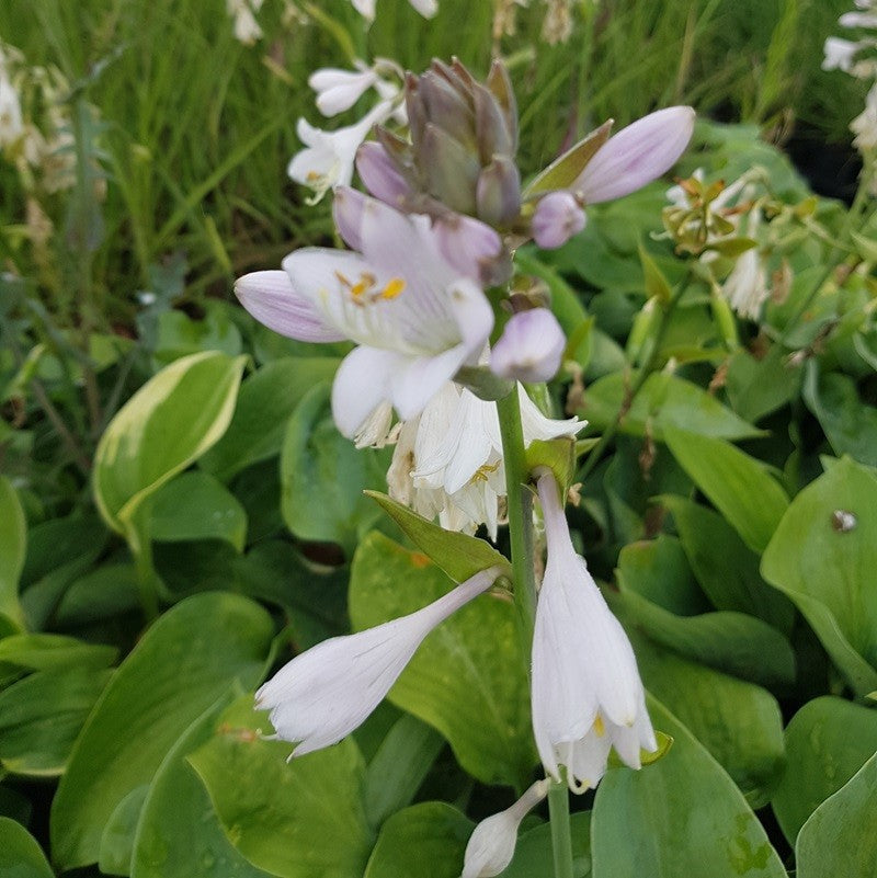 Hosta Krossa Regal hartlelie