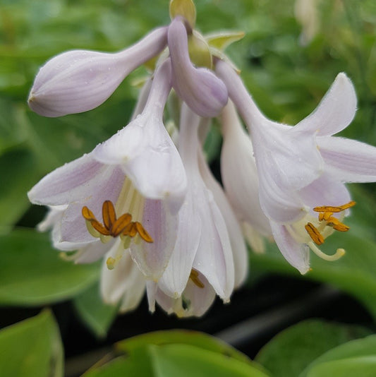 Hosta Big Daddy hartlelie