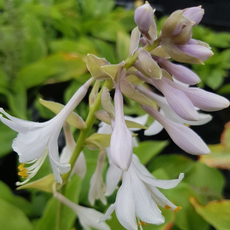 Hosta T-Rex hartlelie