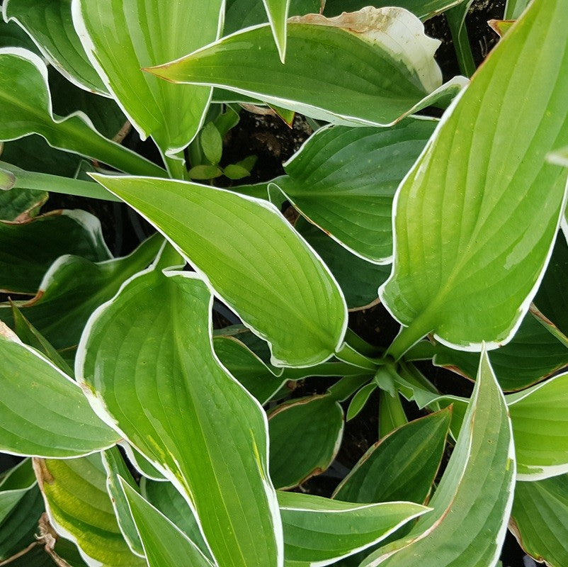 Hosta sieboldiana Francee Hartlelie