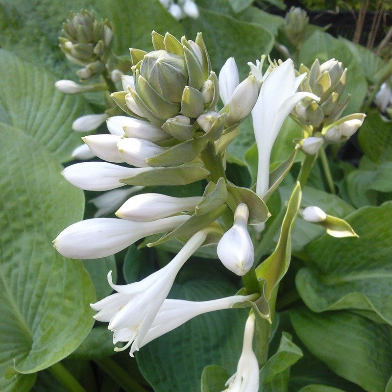 Hosta  Elegans Hartlelie