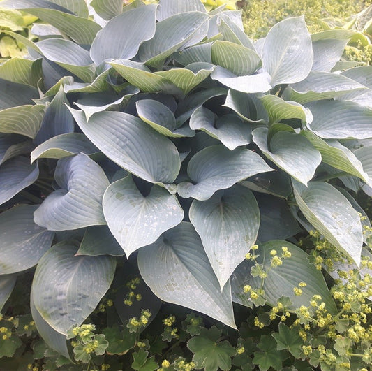 Hosta Halcyon Hartlelie