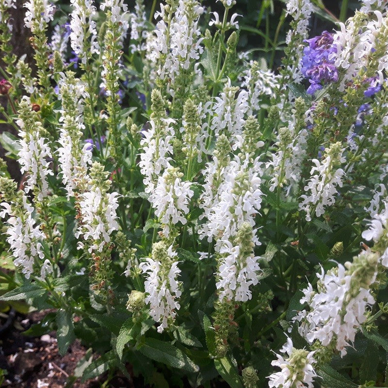 Salvia Nemerosa Schneehugel Salie