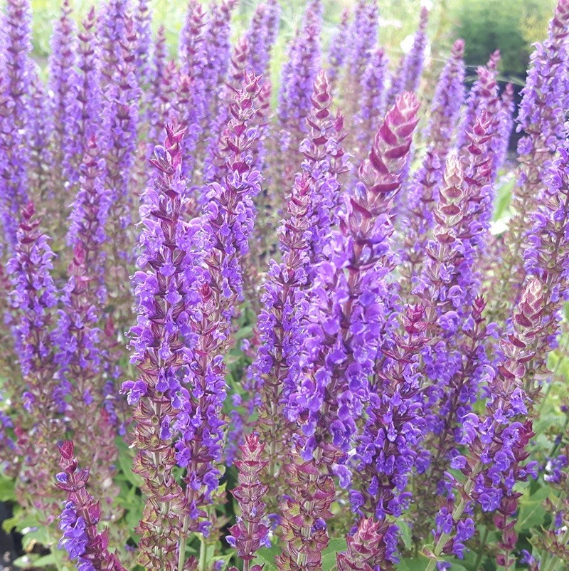 Salvia verticilata 'Ostfriesland' Salie