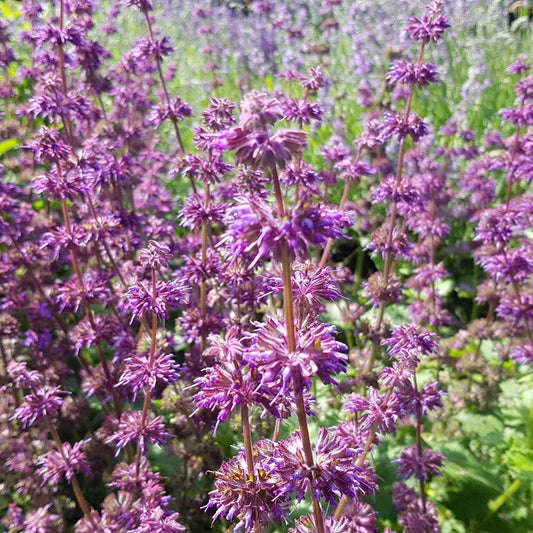 Salvia verticilata 'Purple Rain' Salie