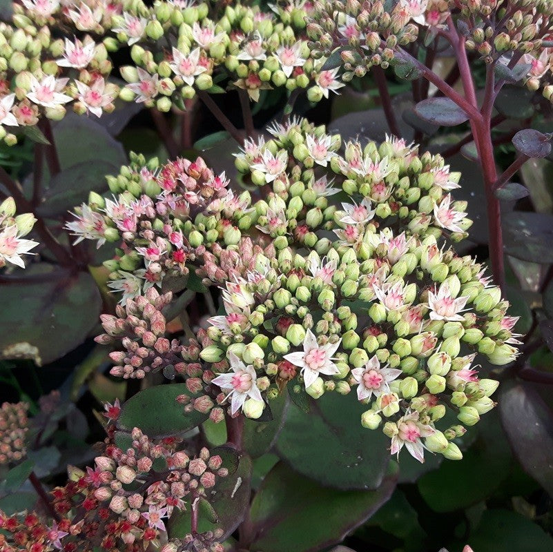 Sedum 'Matrona' vetkruid/hemelsleutel.