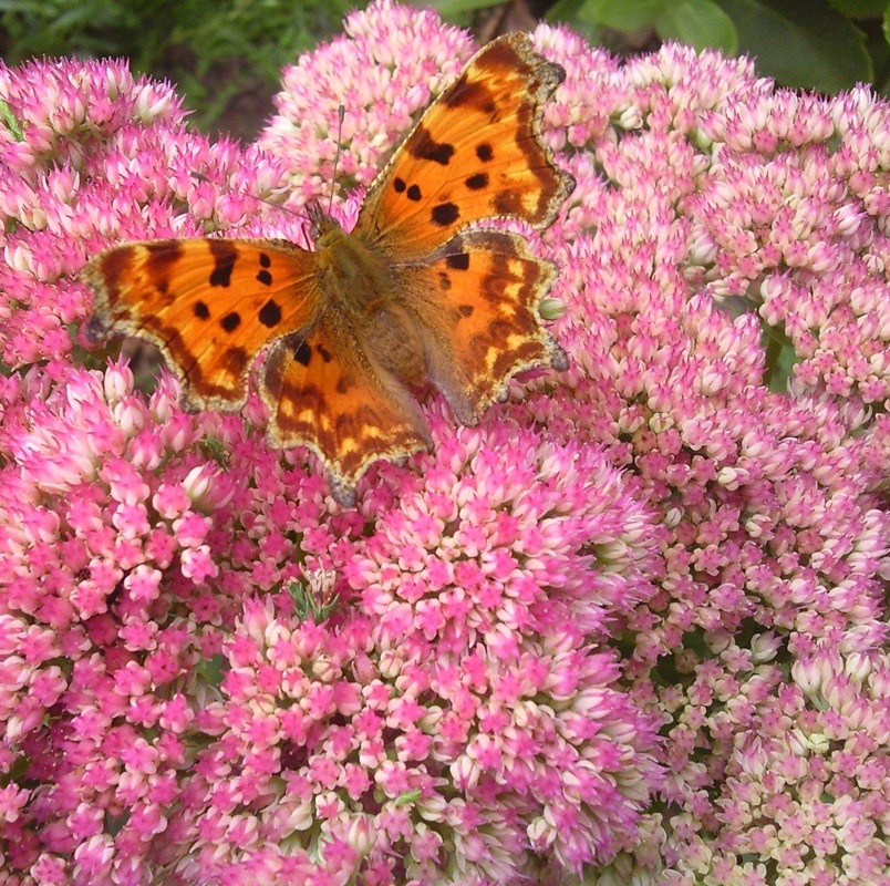 Sedum 'Herbstfreude' Hemelsleutel