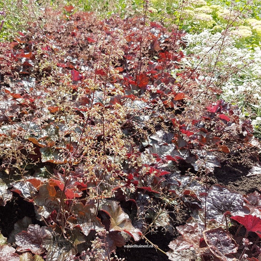 Heuchera micrantha 'Palace Purple' Purpurklokje