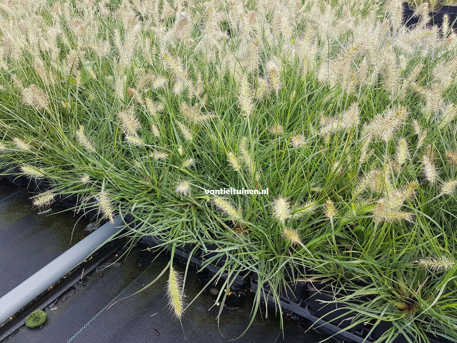 Pennisetum Little Bunny, Klein Lampenpoetsersgras