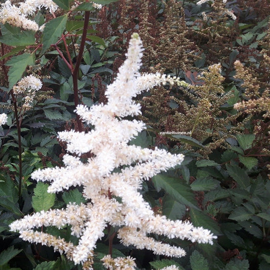 Astilbe Deutschland Witte Pluimspirea