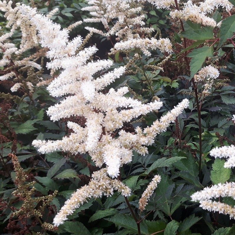 Astilbe Ellie Pluimspirea