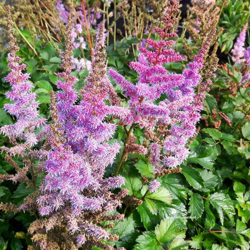 Astilbe 'Pumila' Pluimspirea