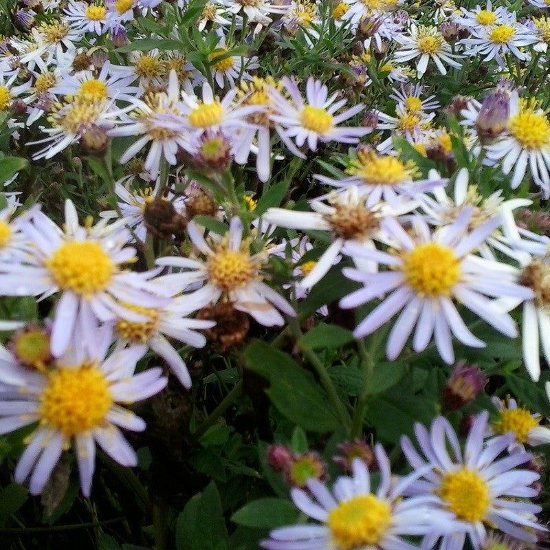 Aster ageratoides Asran herfstaster