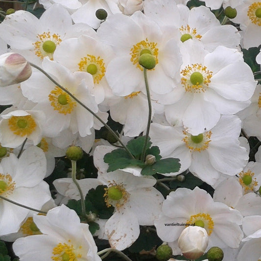 Anemone hybrida Honorine Jobert Annemoon