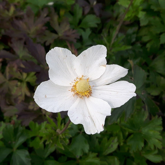 Anemone sylvestris Bos annemoon