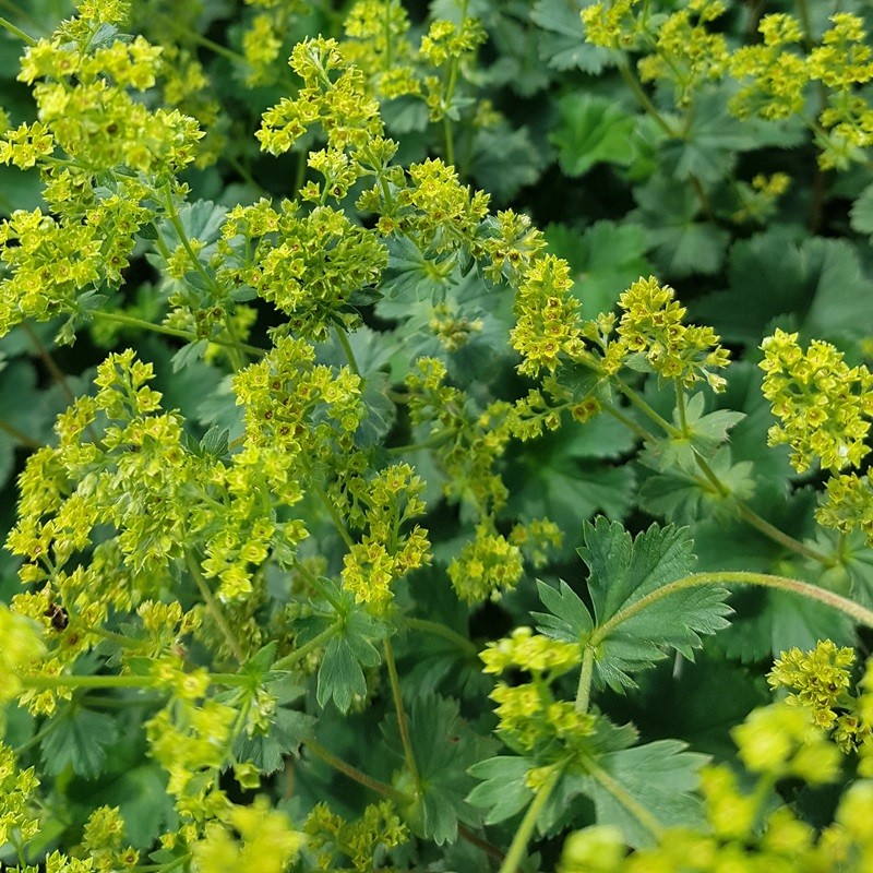 Alchemilla erythropoda vrouwenmantel