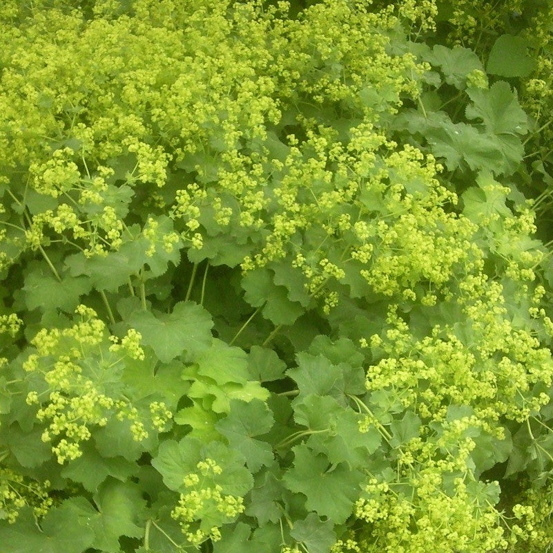 Alchemilla mollis Vrouwenmantel