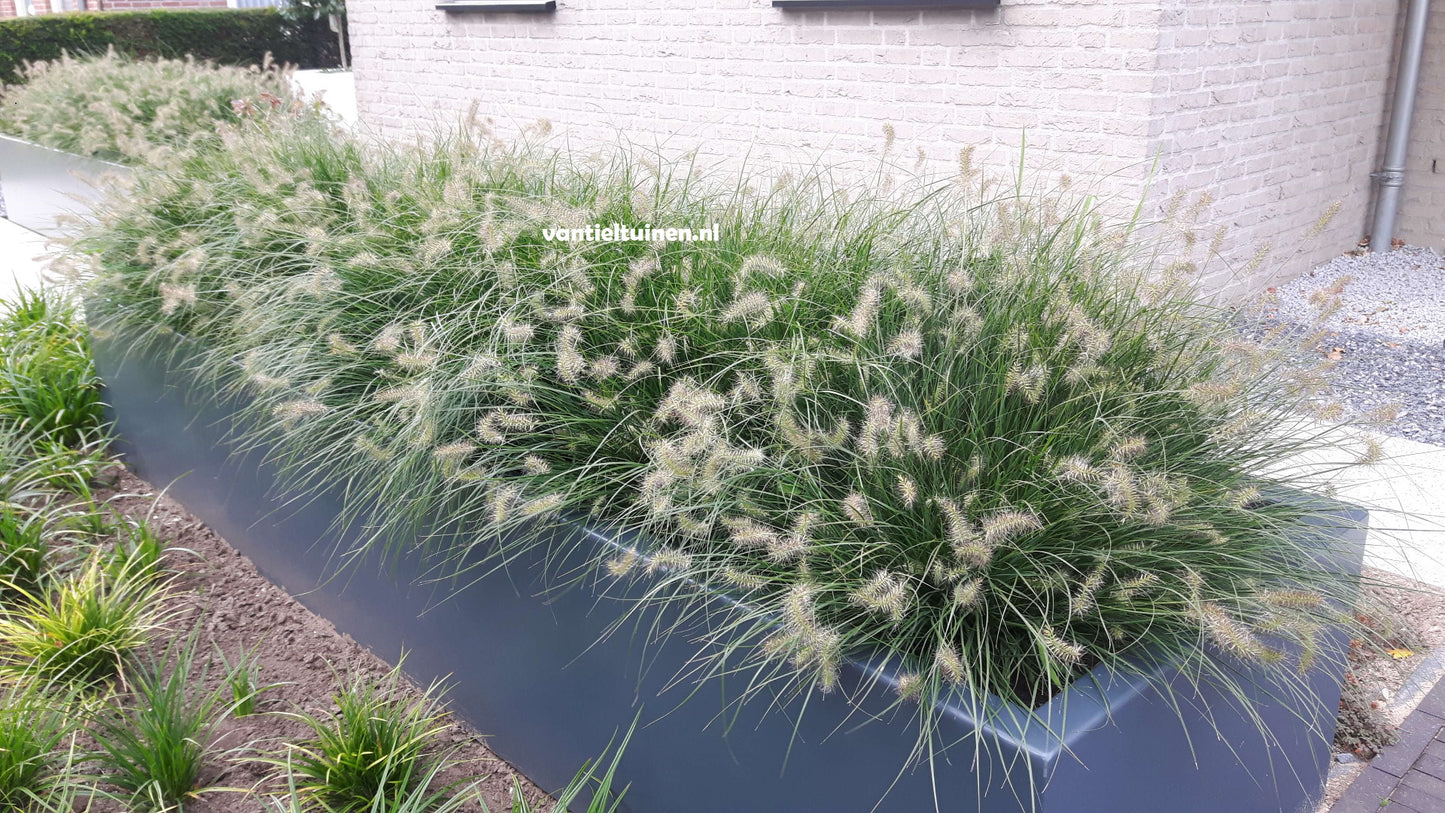 Pennisetum Little Bunny, Klein Lampenpoetsersgras