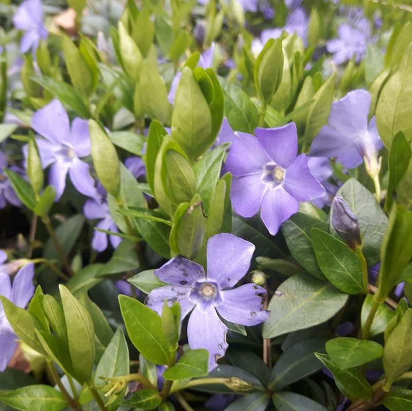 Vinca minor