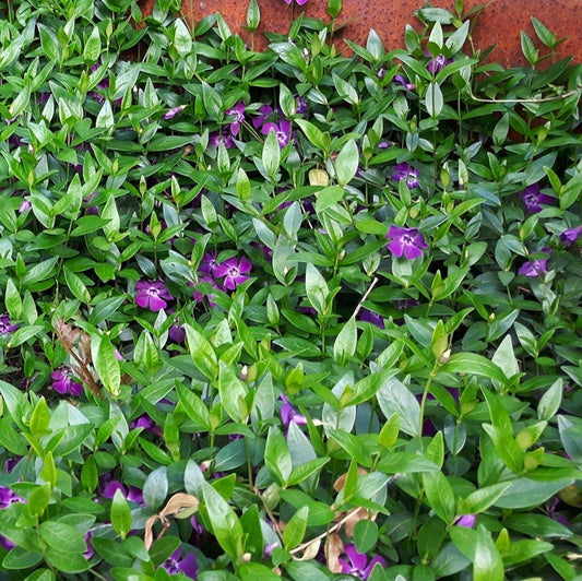 Vinca minor 'Atropurpurea' Paarse Maagdenpalm.