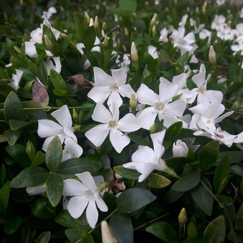 vinca gertrude jekyll Maagdenpalm