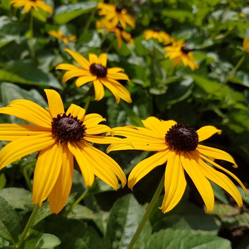 Rudbeckia fulgida 'Goldsturm' Gele zonnehoed