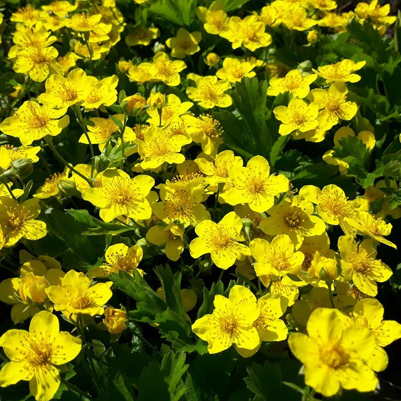 Waldsteinia ternata Goudaardbei