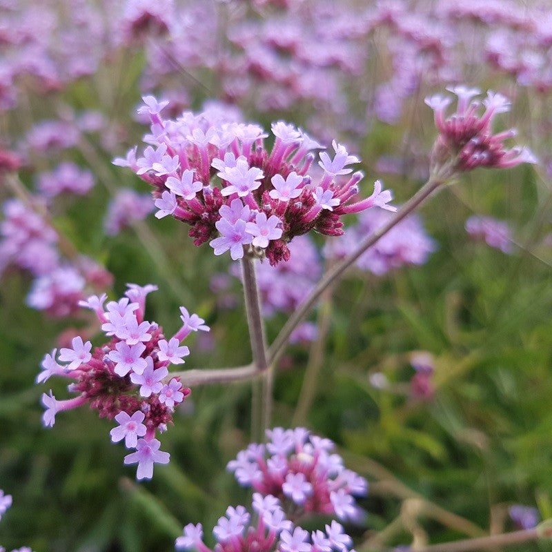 Verbena Lolliepop ijzerhard