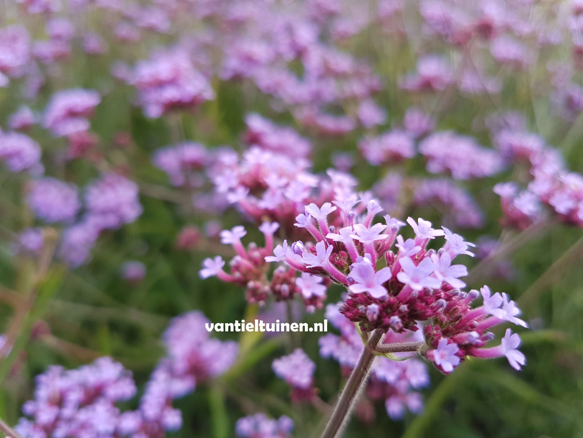 Verbena Lolliepop ijzerhard