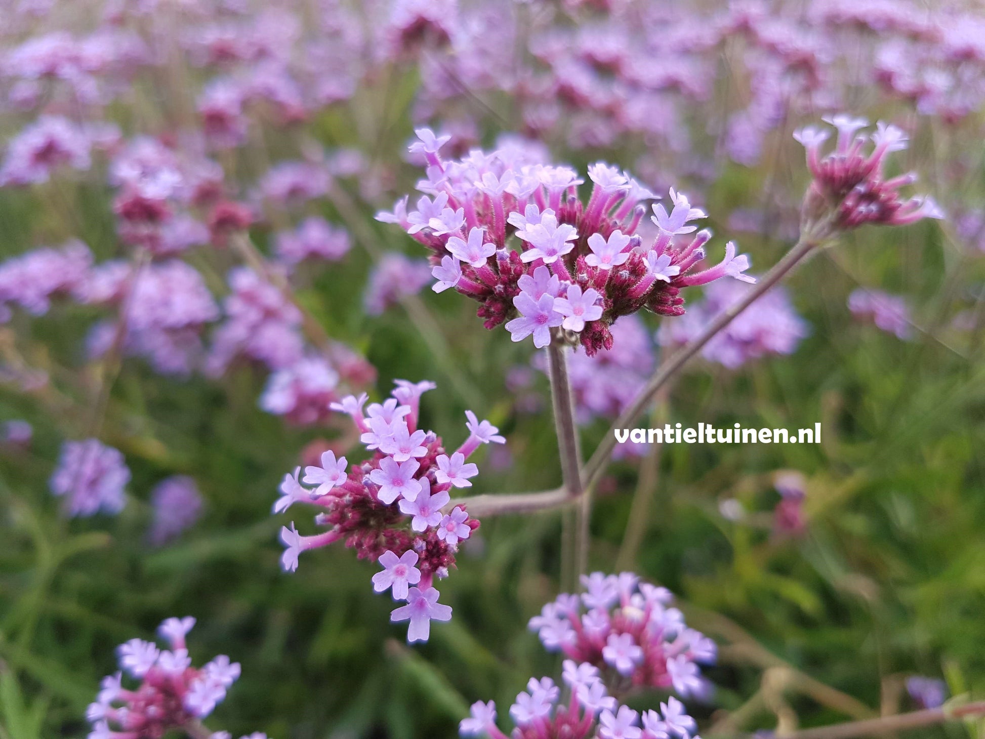 Verbena Lolliepop ijzerhard