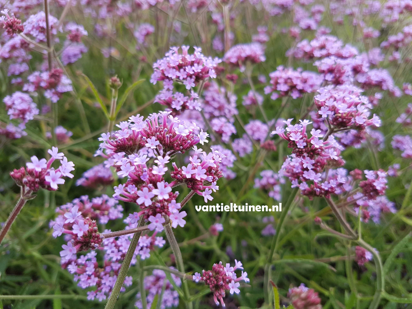 Verbena Lolliepop ijzerhard