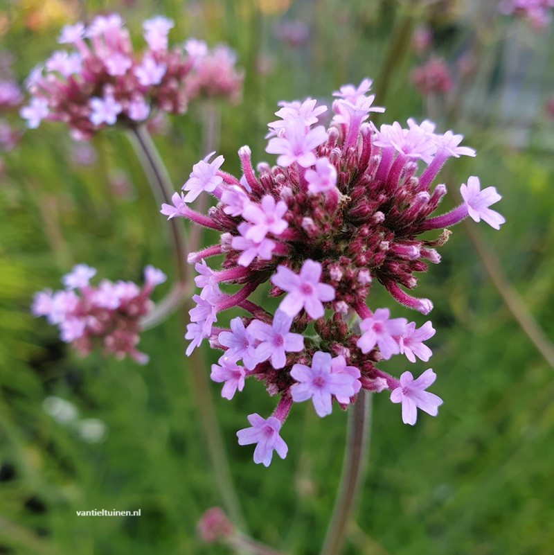 Verbena bonariensis ijzerhard