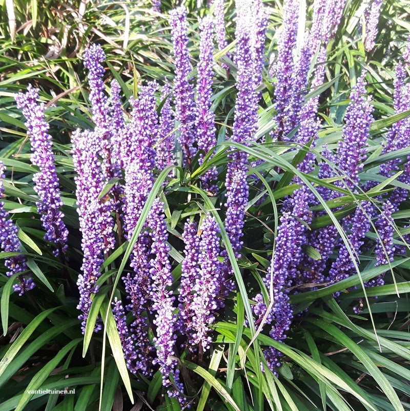 Liriope muscari 'Big Blue' Leliegras