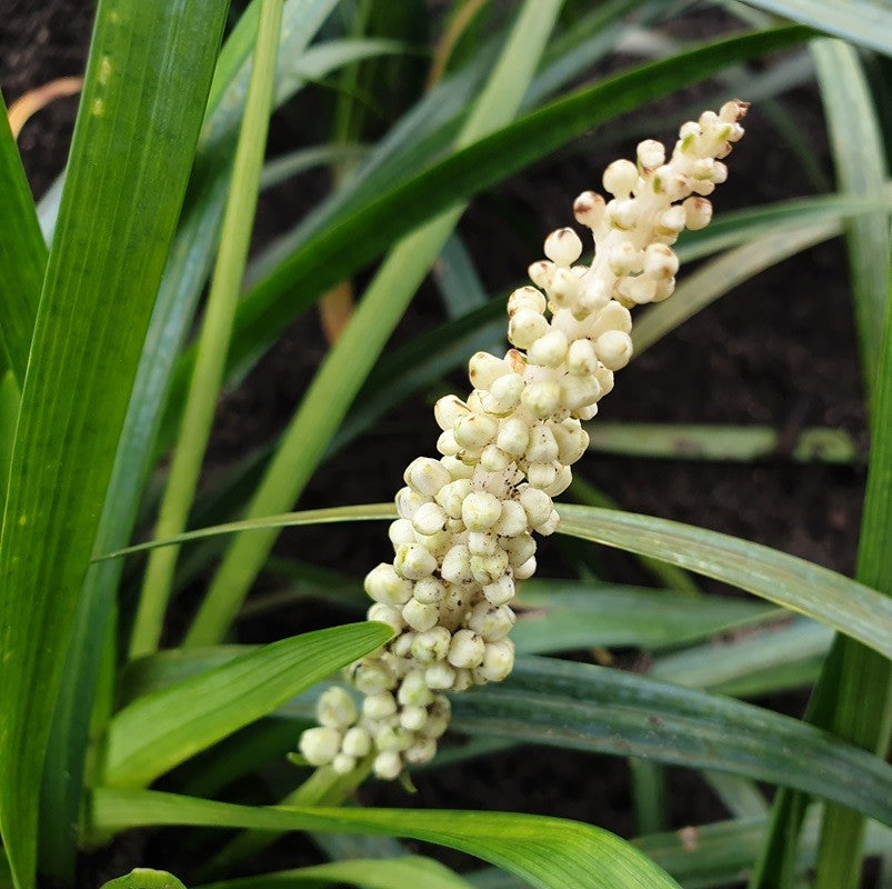 Liriope Monroe White Leliegras