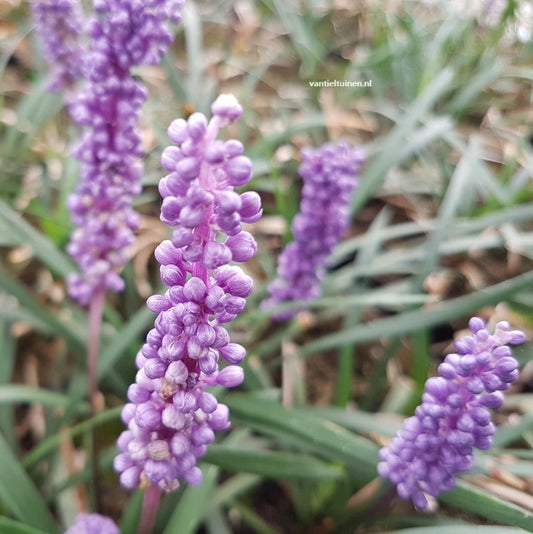 Liriope 'Ingwersen' Leliegras