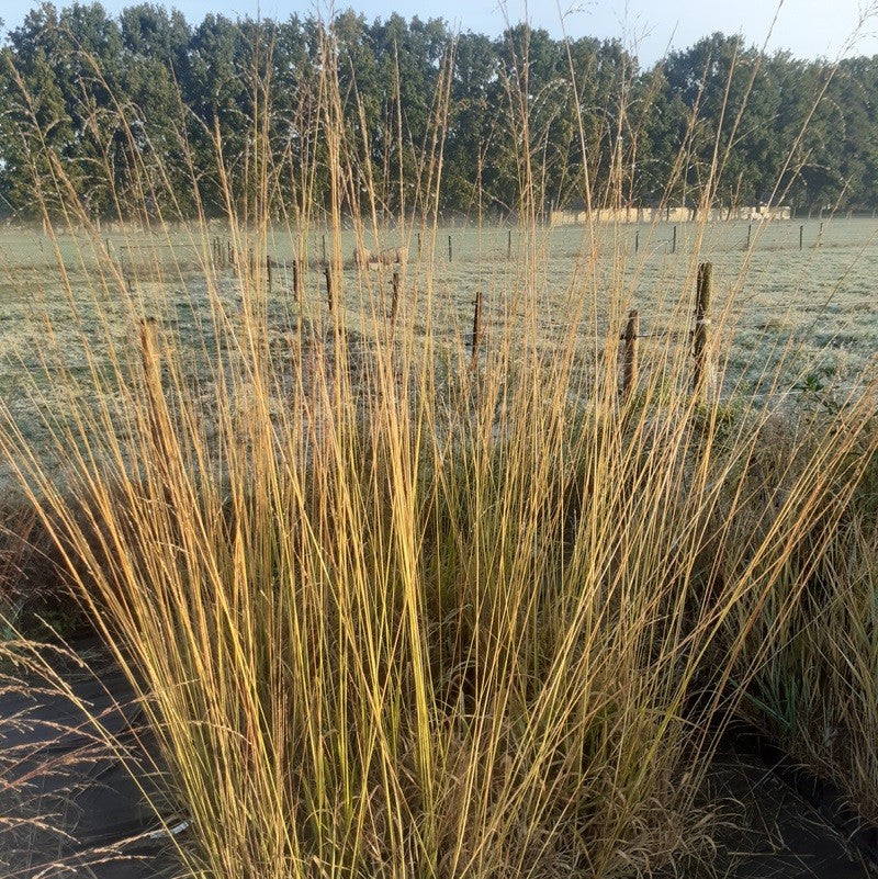 Molinia arundinacea 'Skyracer'