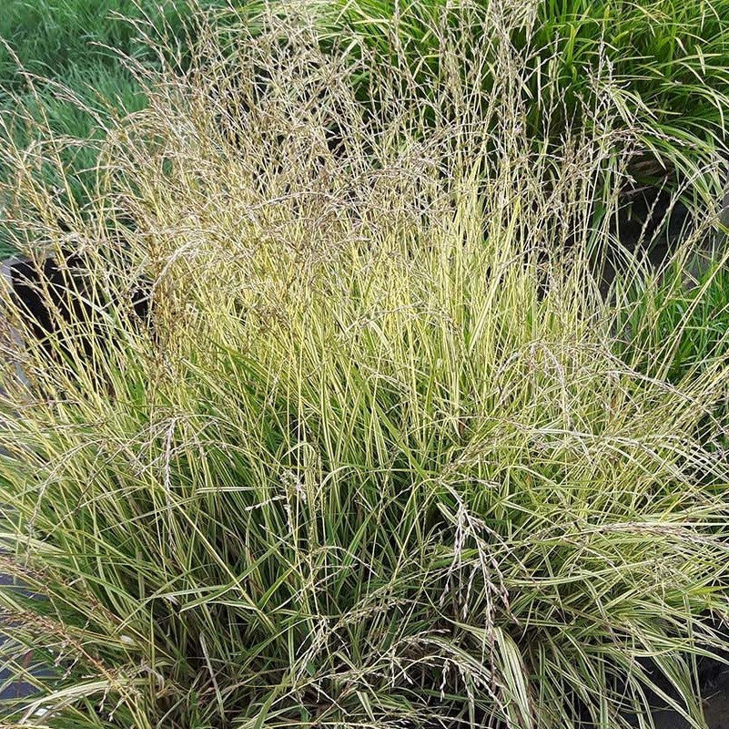 Molinia Variegata Pijpestrootje