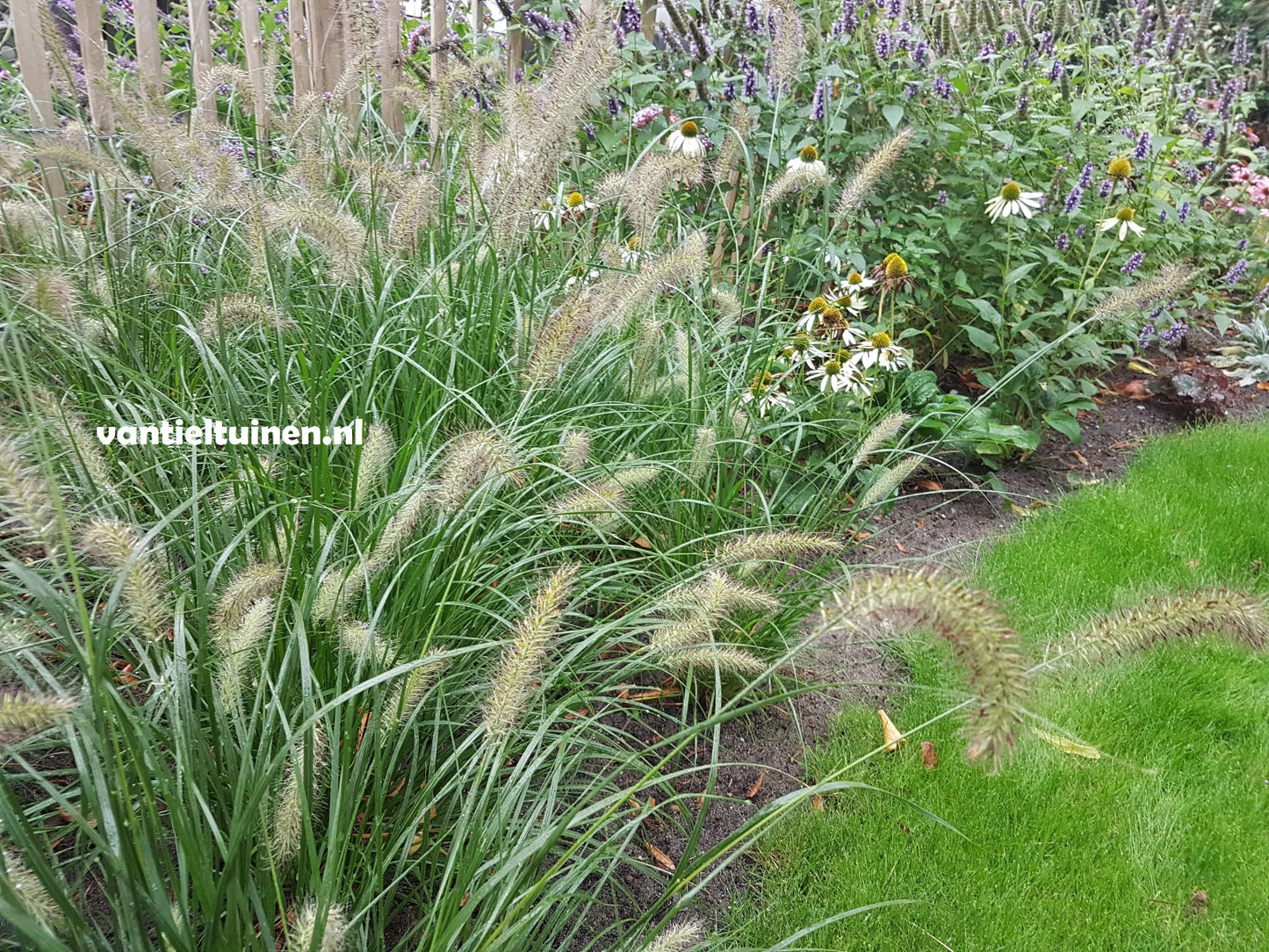 Pennisetum Hameln, Lampenpoetsersgras