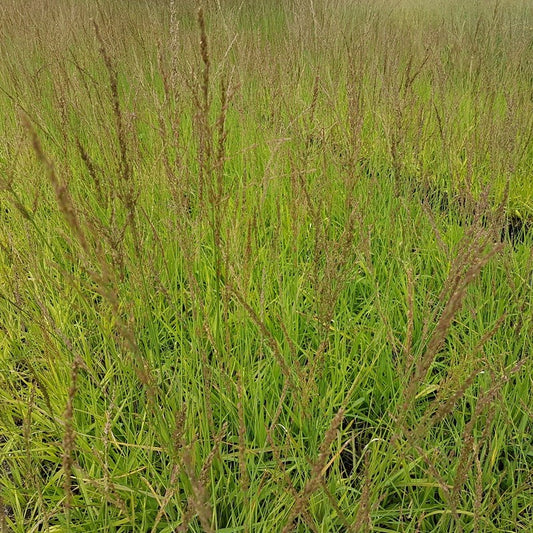 Molinia Moorhexe Pijpestrooitje