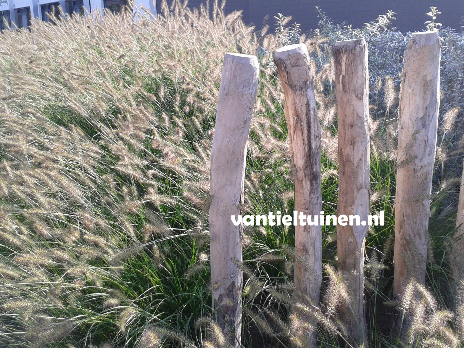 Pennisetum Hameln, Lampenpoetsersgras