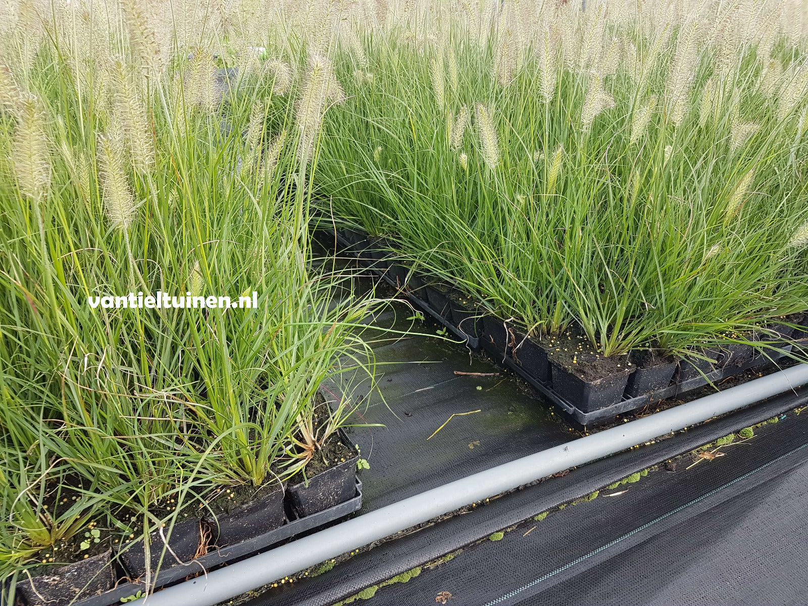 Pennisetum Hameln, Lampenpoetsersgras