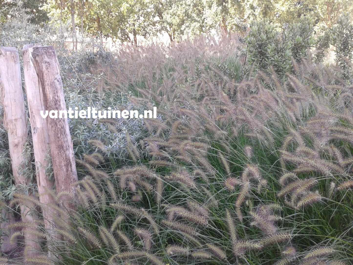 Pennisetum Hameln, Lampenpoetsersgras