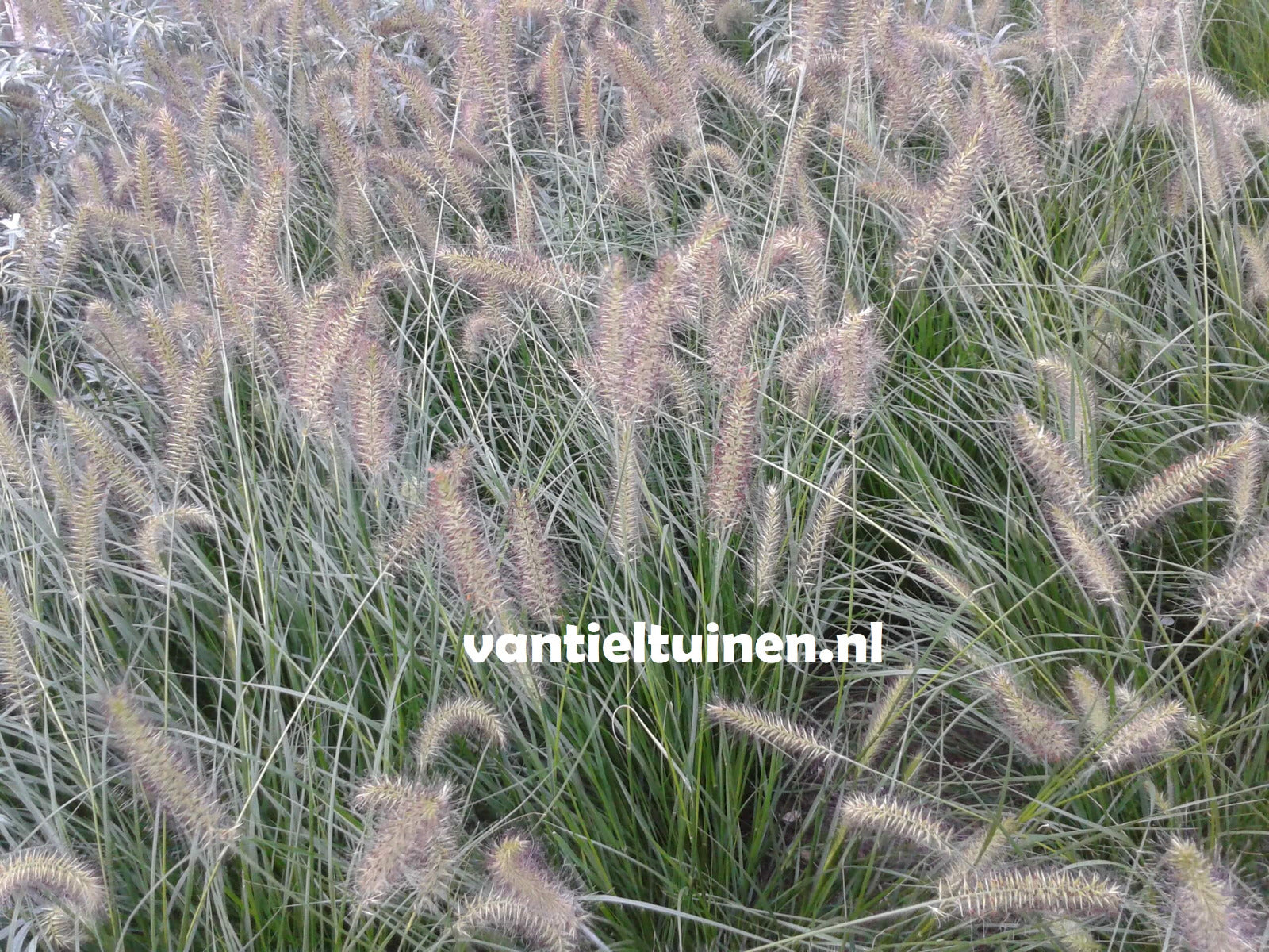 Pennisetum Hameln, Lampenpoetsersgras