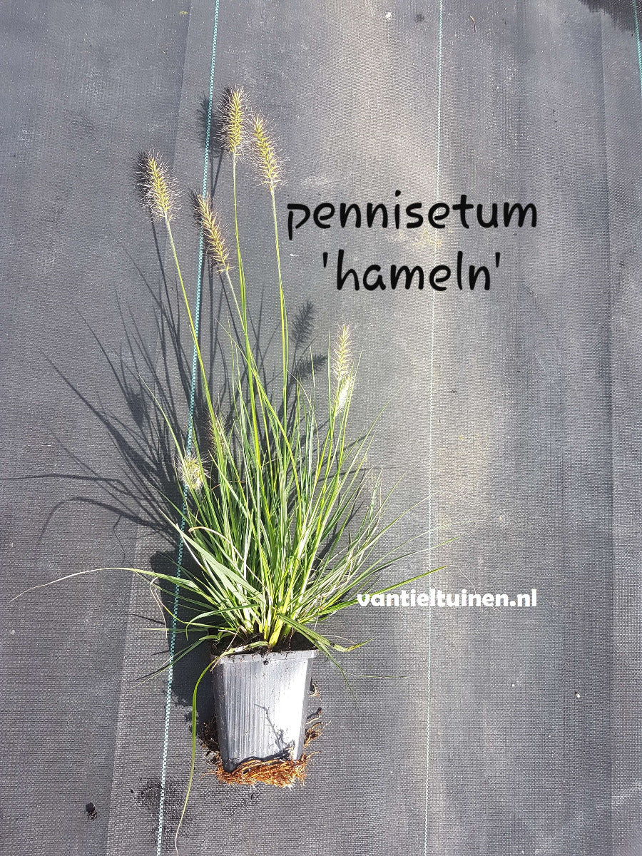 Pennisetum Hameln, Lampenpoetsersgras